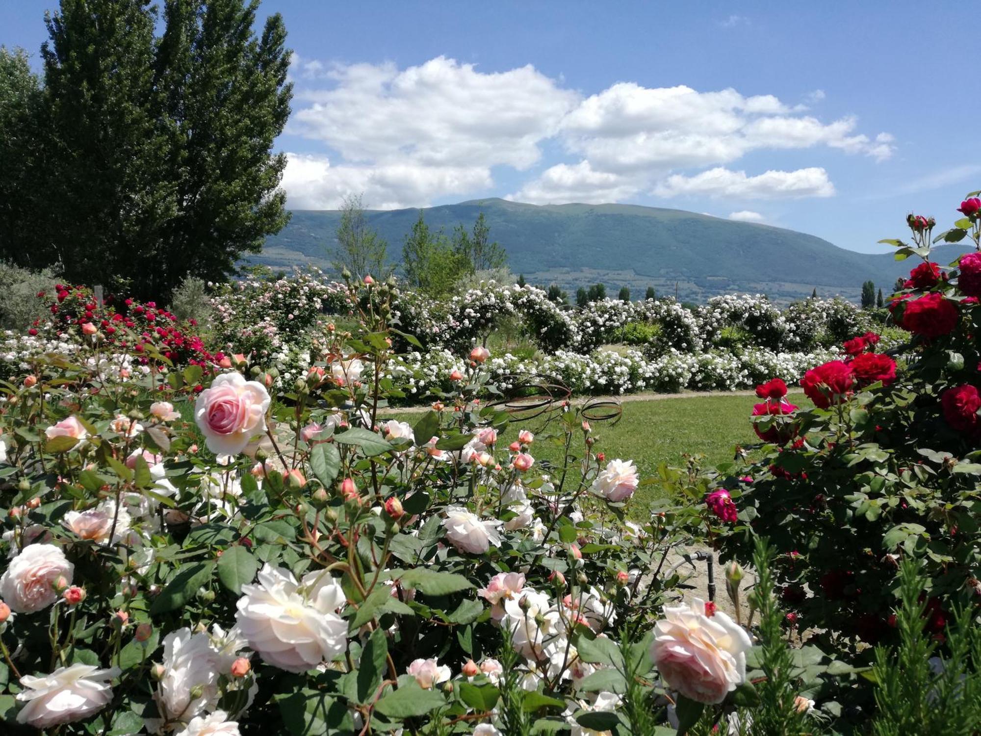 Il Fienile Di Assisi 빌라 외부 사진